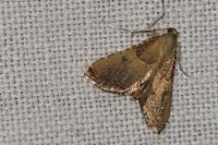 Endotricha flammealis