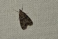 Eudonia mercurella
