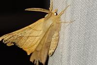 Ennomos erosaria