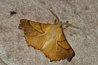 Ennomos fuscantaria