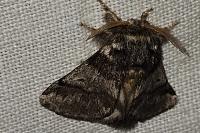 Thaumetopoea processionea