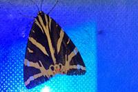 Euplagia quadripunctaria
