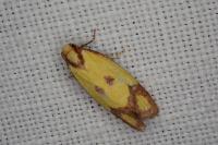 Agapeta zoegana