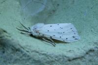 Spilosoma lubricipeda