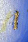 Ancylolomia tentaculella