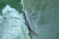 Crambus pascuella