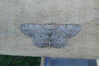 Hypomecis punctinalis