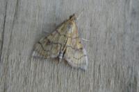 Anania verbascalis