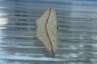 Timandra comae