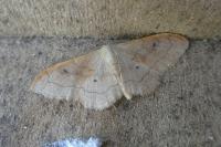 Idaea rubraria