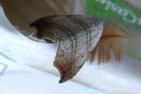 Laspeyria flexula