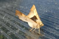 Ennomos fuscantaria