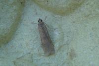 Nomophila noctuella