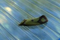 Agapeta zoegana