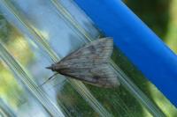 Udea ferrugalis