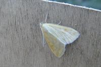 Sitochroa verticalis