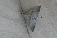 Hypena proboscidalis