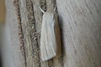 Mythimna pallens