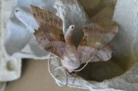 Laothoe populi