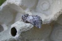 Thaumetopoea pityocampa