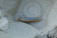 Manulea complana