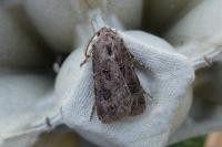 Agrotis bigramma