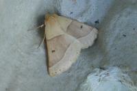 Crocallis elinguaria
