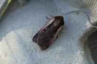 Ochropleura plecta