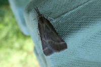 Synaphe punctalis