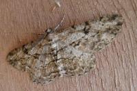 Peribatodes rhomboidaria