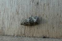 Celypha lacunana