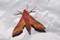 Deilephila porcellus