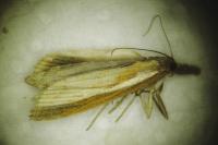 Agriphila tristella