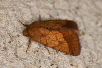 Pyrrhia umbra