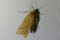 Synaphe punctalis