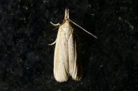 Ematheudes punctella