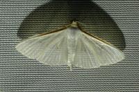 Palpita vitrealis