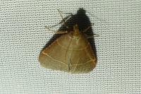 Hypsopygia glaucinalis