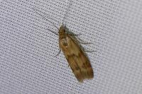Homoeosoma sinuella