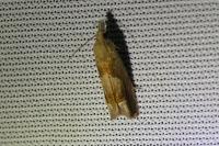 Eucosma conterminana