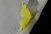 Opisthograptis luteolata
