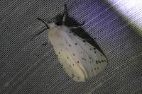 Spilosoma lubricipeda