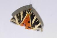 Euplagia quadripunctaria