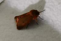 Phragmatobia fuliginosa
