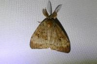 Lymantria dispar