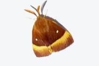 Lasiocampa quercus