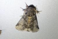 Thaumetopoea processionea