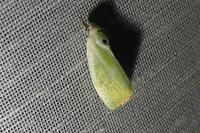 Earias clorana