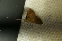 Endotricha flammealis