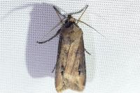 Agrotis ipsilon